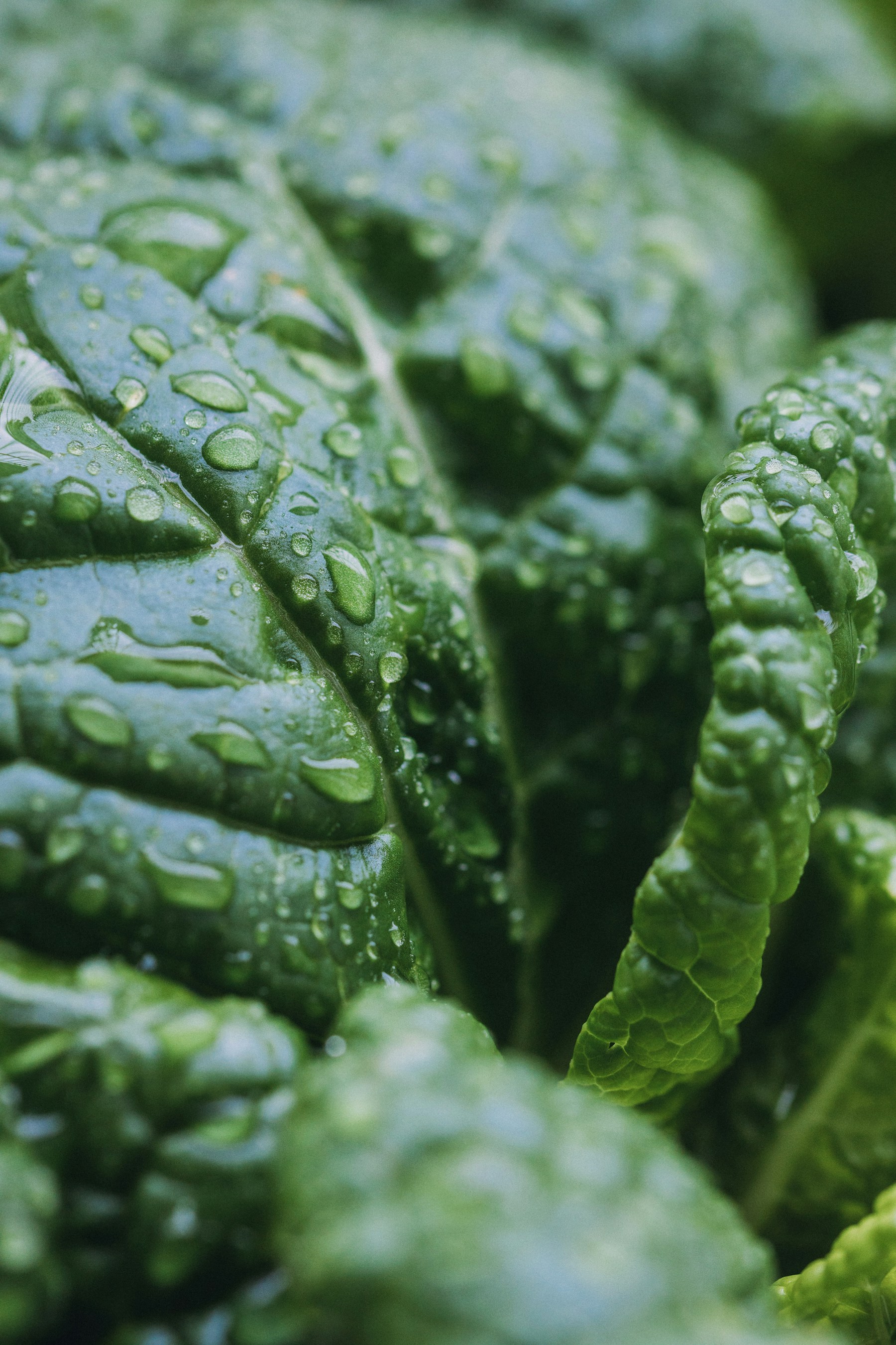 Detalle de hojas verdes con gotas de agua